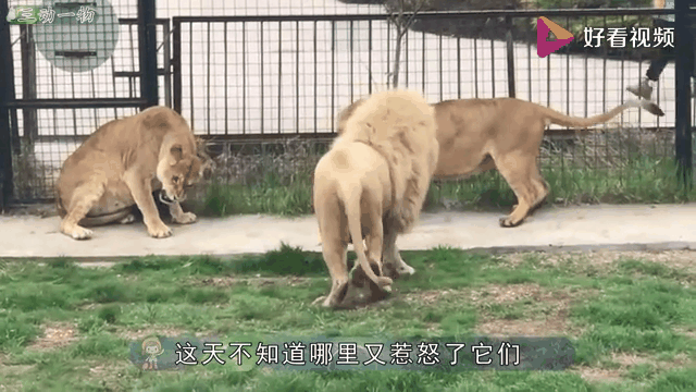 雄狮队员受伤，影响战损情况